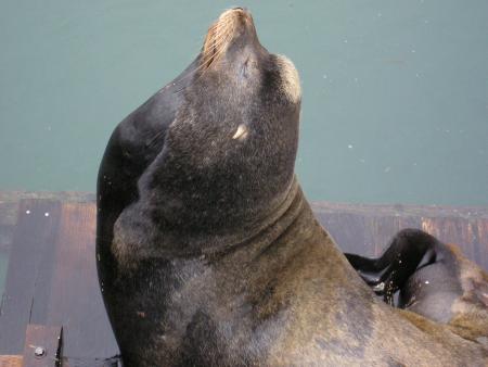 A Sea Lion playing in the sun