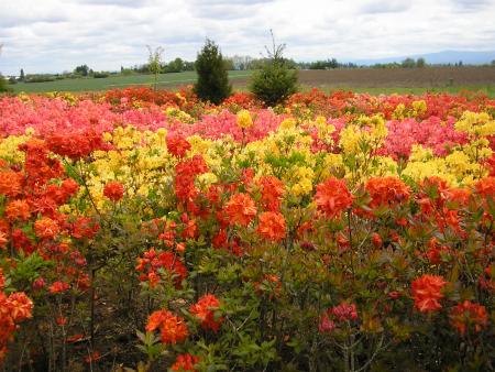 Beautiful multicoloured azaleas