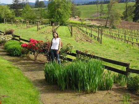 Vineyards view