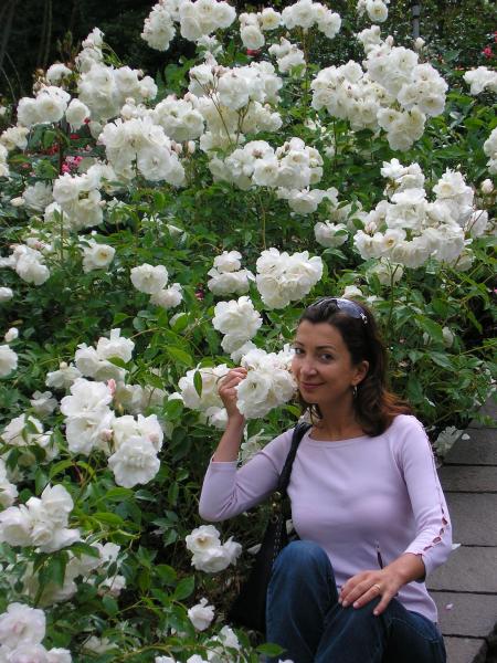 Beautiful white roses