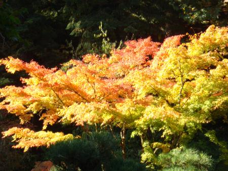 Wonderful Tree
