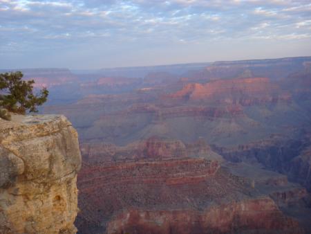 A tree on the rock